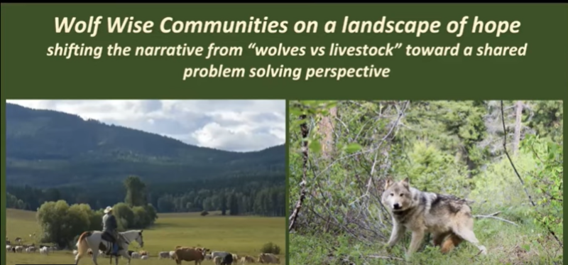 two photographs presented side by side, one of a wolf and one of humans riding horses supervising livestock. The image contains text about coexisting with nature but suggests that there can be conflict